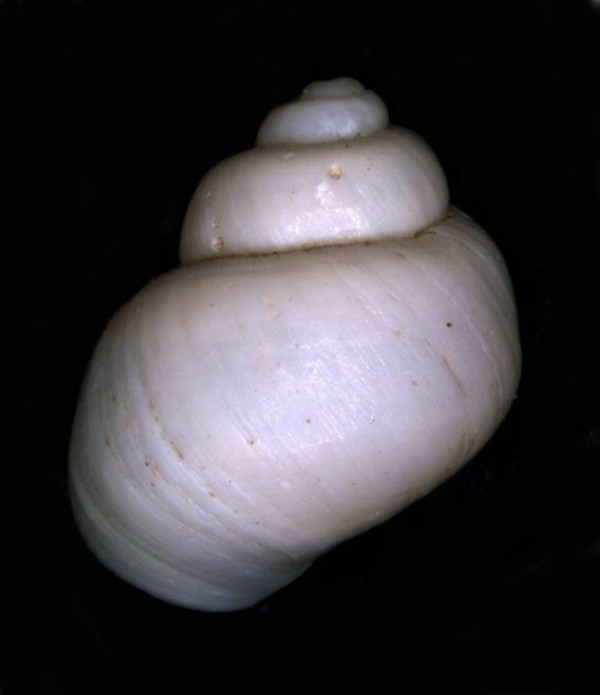Forse Hydrobiidae